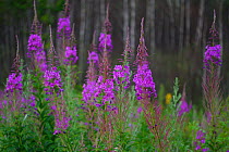 Fireweed, or Rosebay Willow-herb (Chamerion angustifolium) San He District Forest, near Yichun city, Heilongjiang Province, China