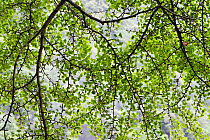 Ginkgo tree (Ginkgo biloba) Tangjiahe National Nature Reserve, Sichuan, China.