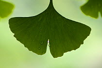 Leaf of Ginkgo tree (Ginkgo biloba) Tangjiahe National Nature Reserve, Sichuan, China
