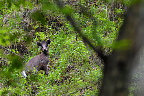 Tufted deer (Elaphodus cephalophus) in forest in Tangjiahe National Nature Reserve, Sichuan, China