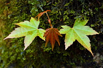 Palmate or Japanese maple (Acer palmatum) Tangjiahe National Nature Reserve, Sichuan, China