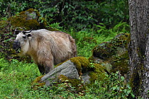 Adult Golden takin (Budorcas taxicolor), standing in forest in Tangjiahe National Nature Reserve, Qingchuan County, Sichuan province, China