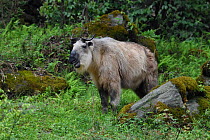Adult Golden takin (Budorcas taxicolor), standing in forest in Tangjiahe National Nature Reserve, Qingchuan County, Sichuan province, China