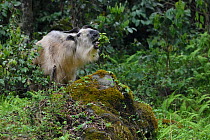 Golden takin (Budorcas taxicolor) standing in forest feeding on leaves in Tangjiahe National Nature Reserve, Qingchuan County, Sichuan province, China