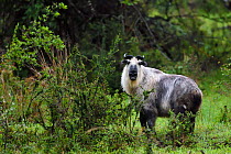 Sichuan or Tibetan Takin (Budorcas taxicolor tibetana) standing in a forest in Tangjiahe National Nature Reserve, Qingchuan County, Sichuan province, China