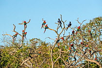 Red-and-green macaws (Ara chloropterus) and Hyacinth macaws (Anodorhynchus, hyacinthinus) perched in tree, Buraco das Araras, Bonito, Mato Grosso do Sul, Brazil