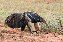 Giant anteater (Myrmecophaga tridactyla) Formoso River, Bonito, Mato Grosso do Sul, Brazil