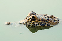 Yacare caiman (Caiman yacare), peering out of water, Paraguay river, Pantanal wetlands, Mato Grosso, Brazil