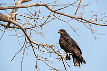 Great black hawk (Buteogallus urubitinga). Pantanal, Mato Grosso, Brazil