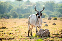 Zebu cow with huge horns, Pantanal wetlands, Mato Grosso, Brazil