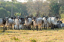 Herd of Zebu cattle with huge horns, Pantanal wetlands, Mato Grosso, Brazil