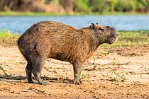 Capybara male (Hydrochoerus hydrochaeris) Pantanal, Mato Grosso do Sul, Brazil