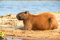 Capybara female (Hydrochoerus hydrochaeris) Pantanal, Mato Grosso do Sul, Brazil