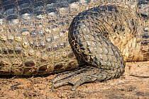 Detail of the leg of a Yacare caiman (Caiman yacare), Paraguay river, Pantanal wetlands, Mato Grosso, Brazil