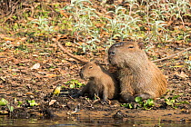 Capybara male with young (Hydrochoerus hydrochaeris) Pantanal, Mato Grosso do Sul, Brazil
