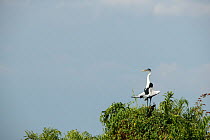 Cocoi heron (Ardea cocoi) displaying, Pantanal wetlands, Mato Grosso, Brazil