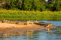 Yacare caiman (Caiman yacare),basking in the sun, Paraguay river, Pantanal wetlands, Mato Grosso, Brazil