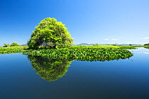Trees reflected in the a tributary river connected to Paraguay River, Pantanal, Brazil