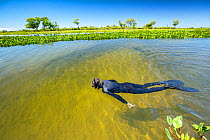 Snorkelling the tributary of the Paraguay River, Pantanal, Brazil