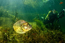 Red-bellied piranha (Pygocentrus nattereri),  on a secondary river from the Paraguay River, Pantanal, Brazil