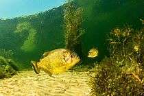 Red-bellied piranha (Pygocentrus nattereri),  on a secondary river from the Paraguay River, Pantanal, Brazil