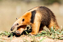 Southern anteater (Tamandua tetradactyla) Formoso River, Bonito, Mato Grosso do Sul, Brazil