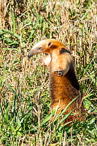 Southern anteater (Tamandua tetradactyla) standing, Formoso River, Bonito, Mato Grosso do Sul, Brazil