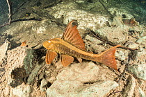 Armored catfish (Loricariidae) Formoso River, Bonito, Mato Grosso do Sul, Brazil