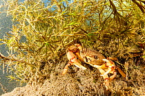 Freshwater crab (Sylviocarcinus australis), Formoso River, Bonito, Mato Grosso do Sul, Brazil