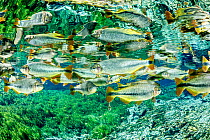 Piraputanga, (Brycon hilarii) reflected on the water surface, Aquario Natural, Bonito, Mato Grosso do Sul, Brazil