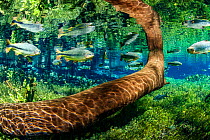 Tree trunk underwater with Piraputanga, (Brycon hilarii) reflected on the water surface, Aqurio Natural, Bonito, Mato Grosso do Sul, Brazil