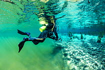Scuba diver swimming from the main river to a branch powered by a spring with clearer water, Bonito, Mato Grosso do Sul, Brazil
