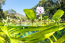 Split level view of Water hyacinth, (Eichhornia sp.), in a spring close to Bonito, Mato Grosso do Sul, Brazil