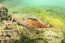 Cuvier&#39;s dwarf caiman (Paleosuchus palpebrosus) underwater, Formoso River, Bonito, Mato Grosso do Sul, Brazil