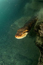 Green anaconda, (Eunectes murinus), Formoso River, Bonito, Mato Grosso do Sul, Brazil