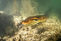 Green anaconda, (Eunectes murinus) underwater, Formoso River, Bonito, Mato Grosso do Sul, Brazil