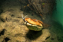Close view of a Green anaconda, (Eunectes murinus) underwater, Formoso River, Bonito, Mato Grosso do Sul, Brazil