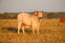 Zebu bull, Bonito, Mato Grosso do Sul, Brazil