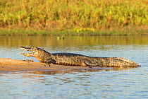 Yacare caiman (Caiman yacare) Paraguay river, Pantanal wetlands, Mato Grosso, Brazil