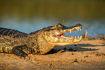Yacare caiman (Caiman yacare), Paraguay river, Pantanal wetlands, Mato Grosso, Brazil