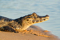 Yacare caiman (Caiman yacare), Paraguay river, Pantanal wetlands, Mato Grosso, Brazil