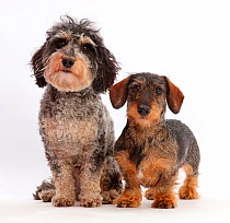 Tricolour Daxie-doodle dog, Dougal, and wire-haired Dachshund.