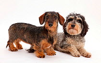 Tricolour Daxie-doodle dog, Dougal, and wire-haired Dachshund.