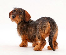 Wire haired Dachshund looking over shoulder.