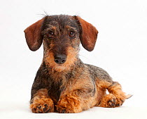 Wire haired Dachshund lying with head up.