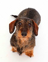 Wire haired Dachshund sitting and looking up.