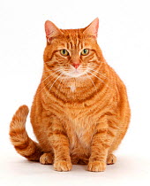 Overweight ginger cat.