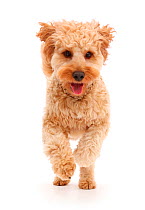 Cavapoo dog, Monty, 10 months, running.