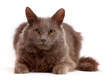 Shaggy grey cat.