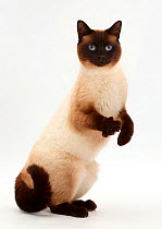 Chocolate point cat standing up.